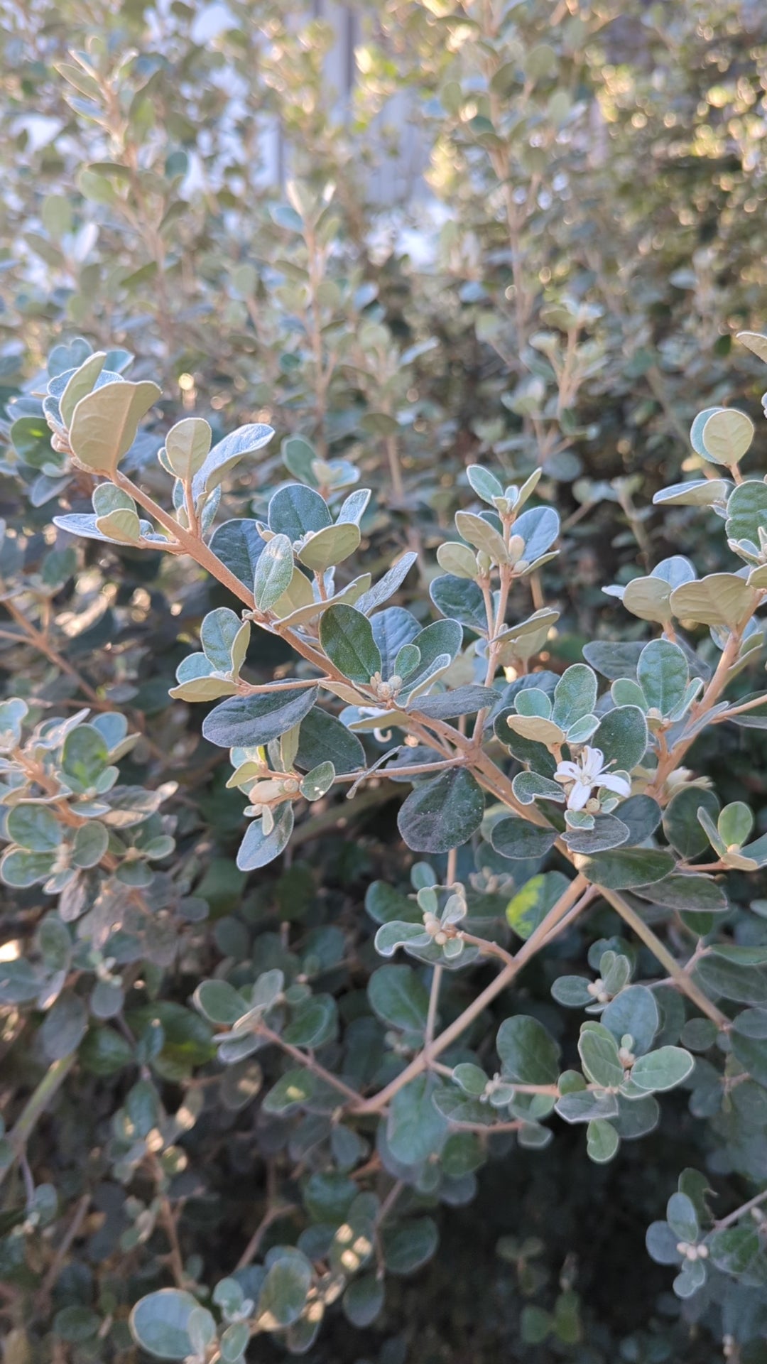 Buy Correa alba (White Correa) Online – Regen Nurseries