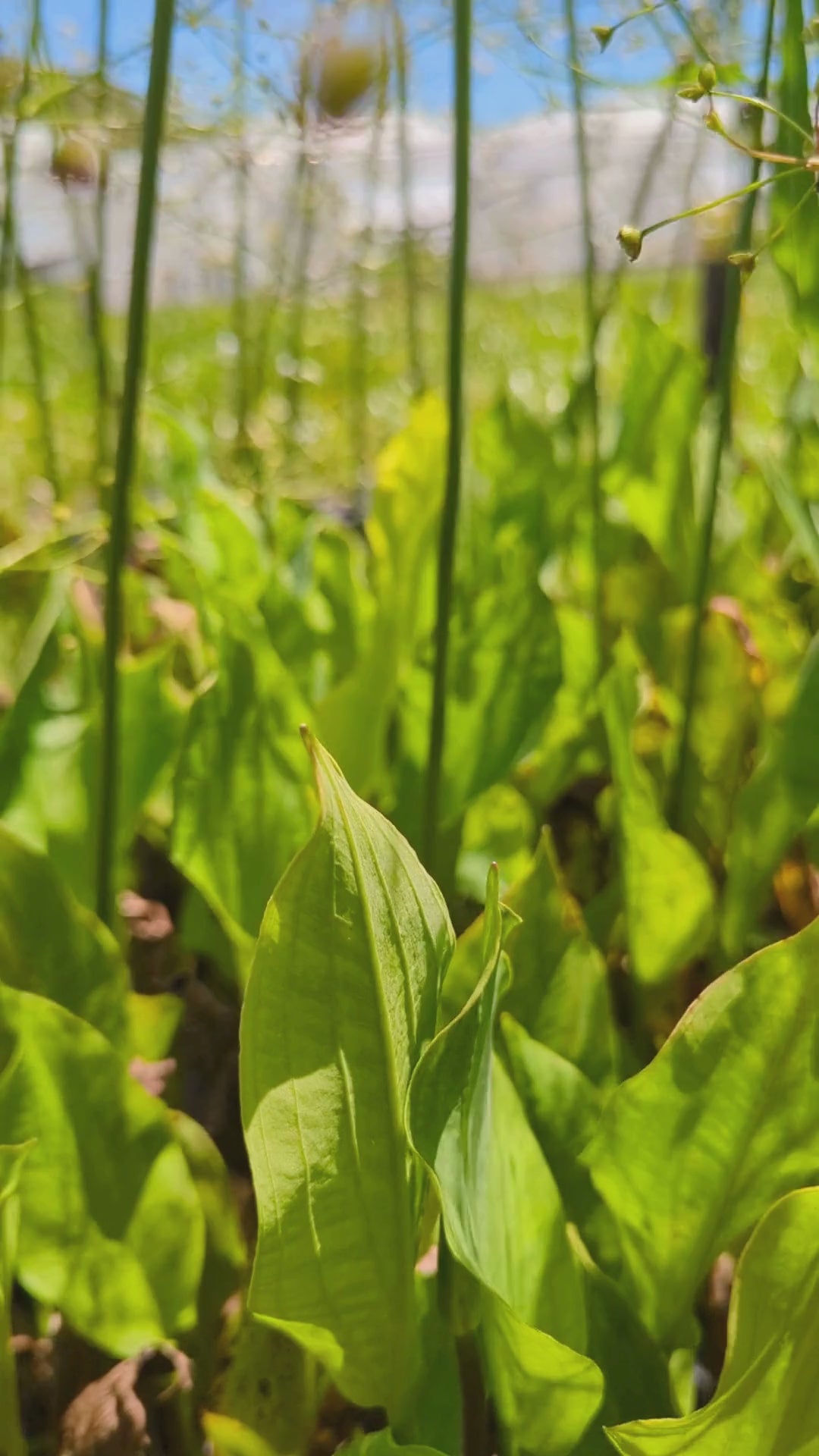 Buy Alisma plantago-Aquatica (Water Plantain) Online – Regen Nurseries