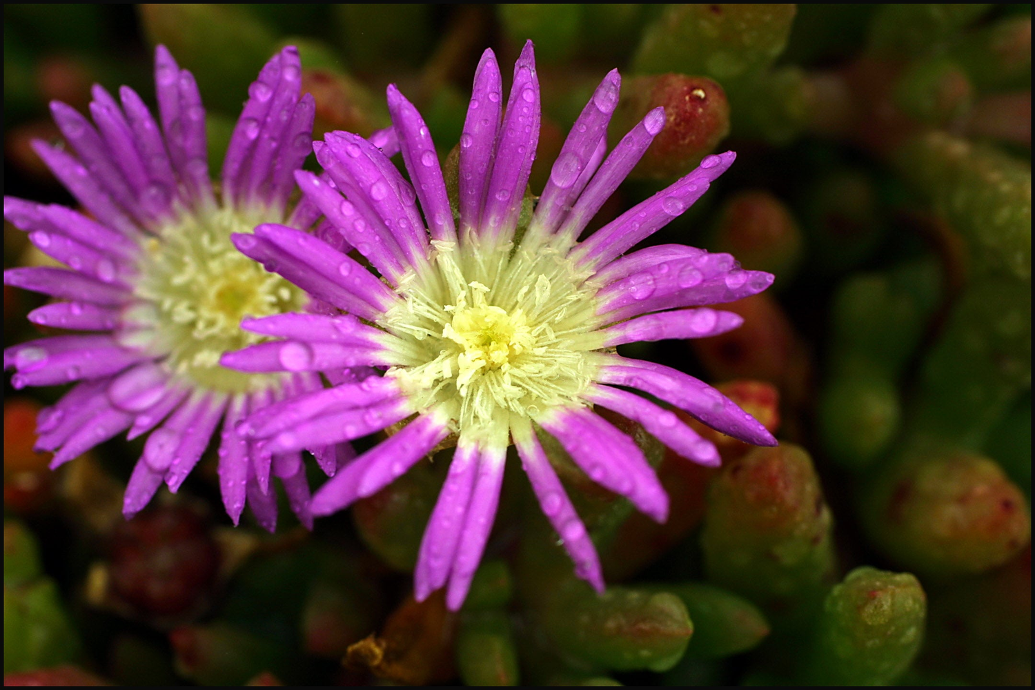 Coastal Plants