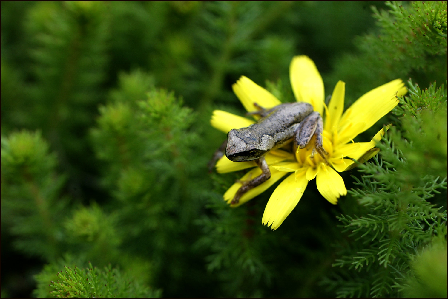 frog sitting on Ranunculus inundata river buttercup