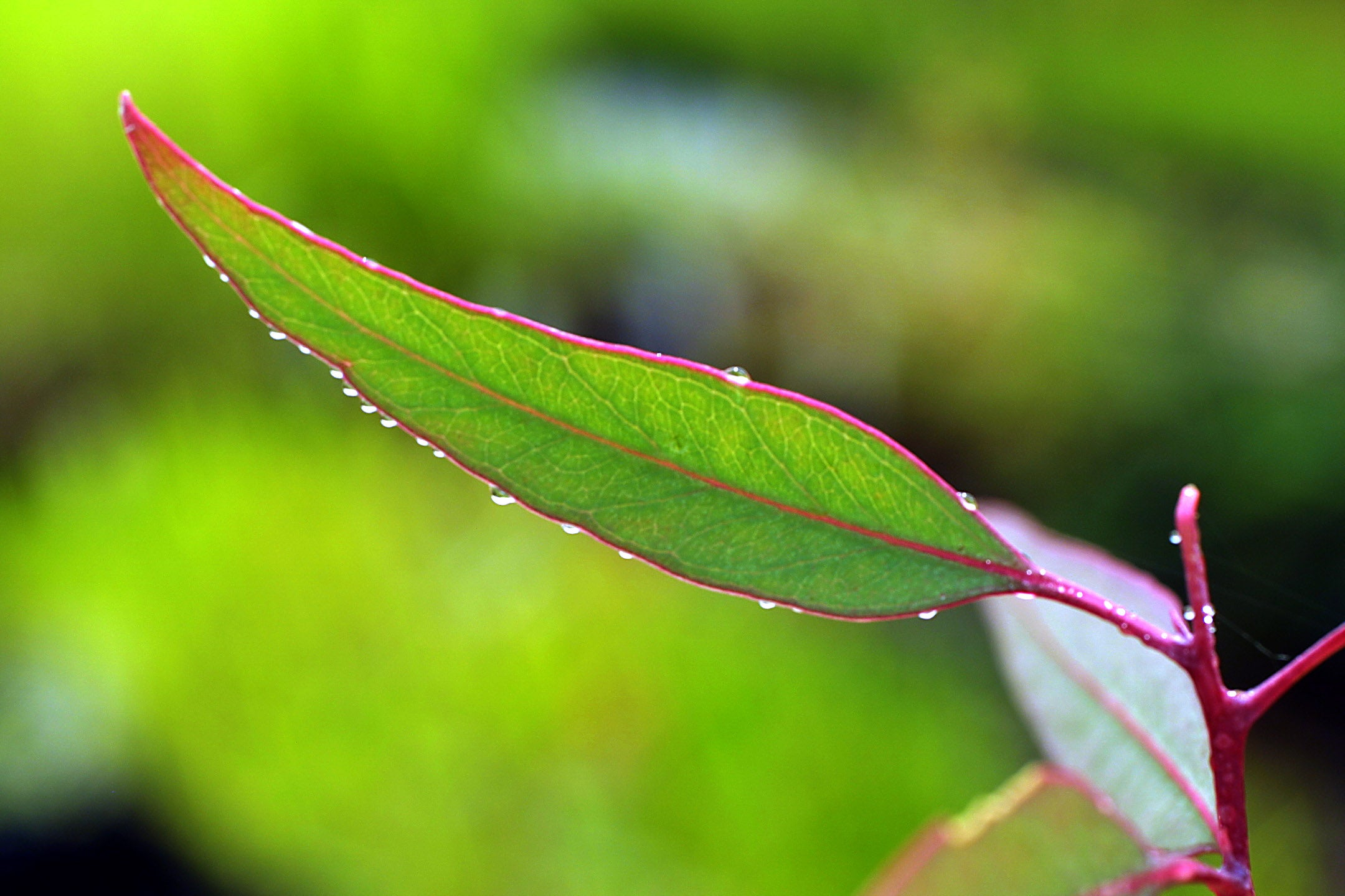 Native Trees – tagged 