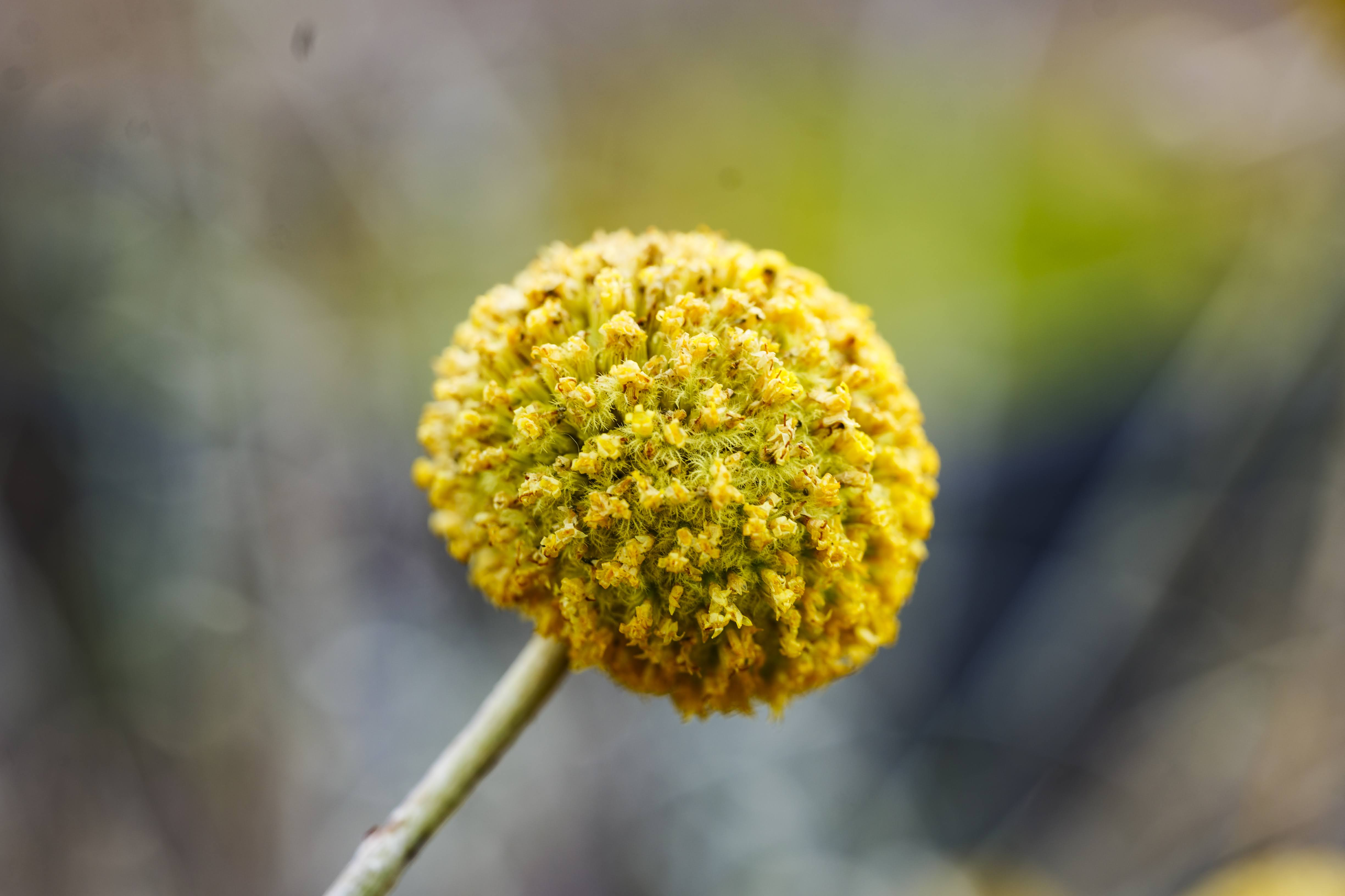 Landscape Lines and Cultivars – Regen Nurseries