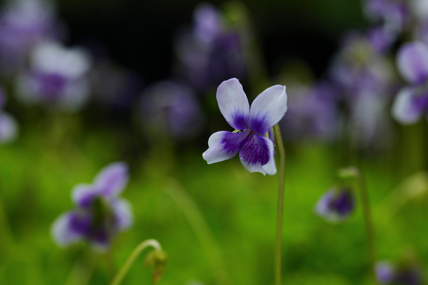 Ground Covers