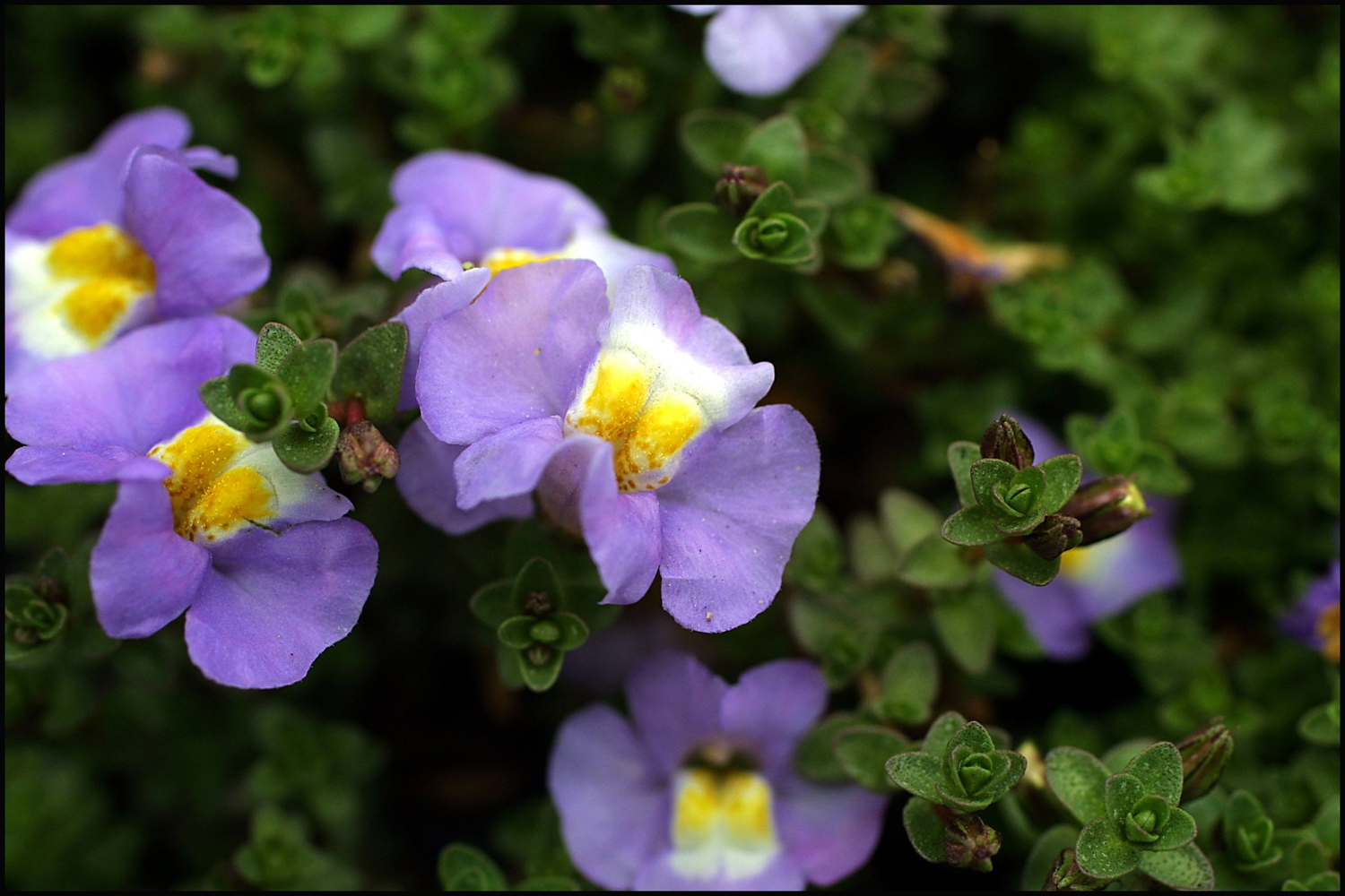 Salt Tolerant Plants