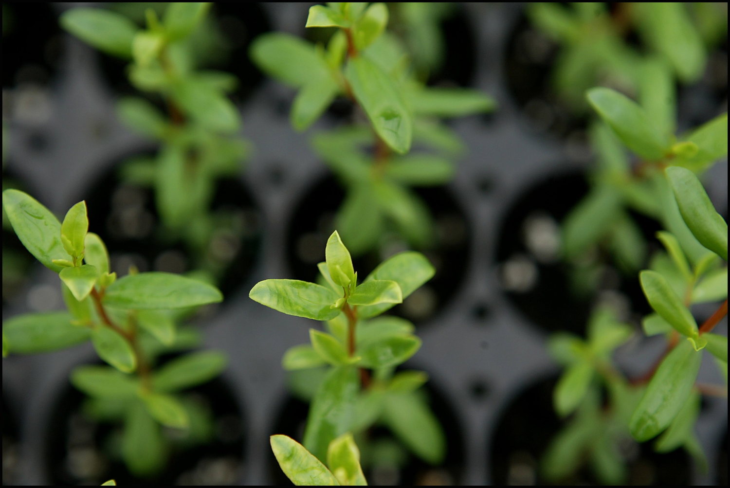 Native Shrubs