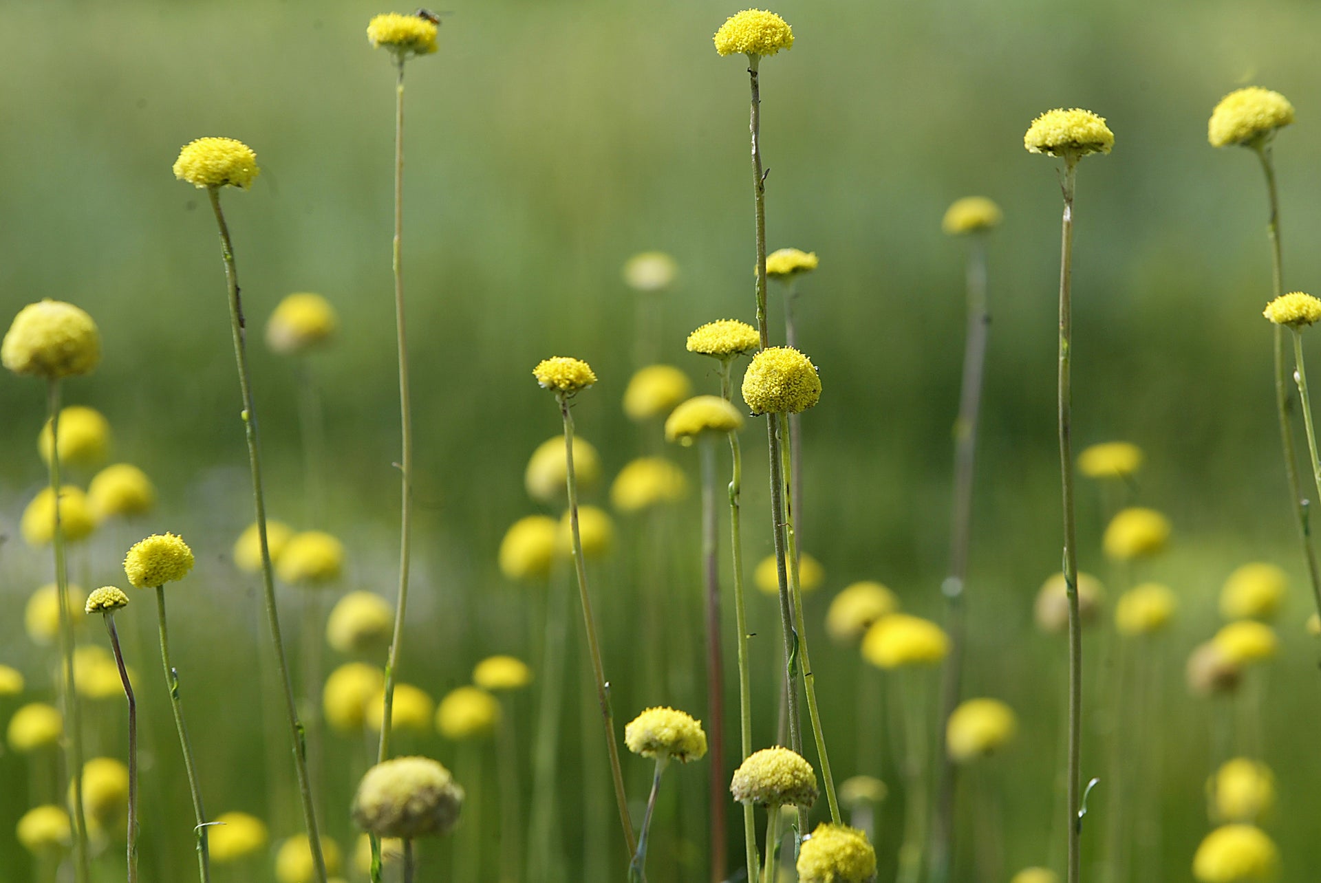 Buy Craspedia paludicola (Swamp Billy Buttons) Wholesale Online – Regen  Nurseries