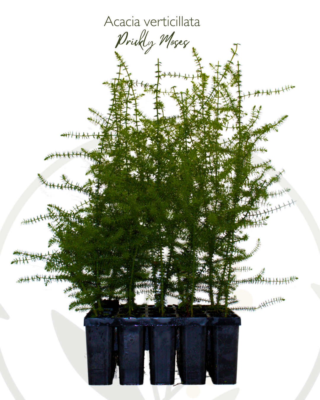 Acacia verticillata