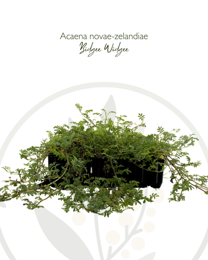 Acaena novae-zelandiae