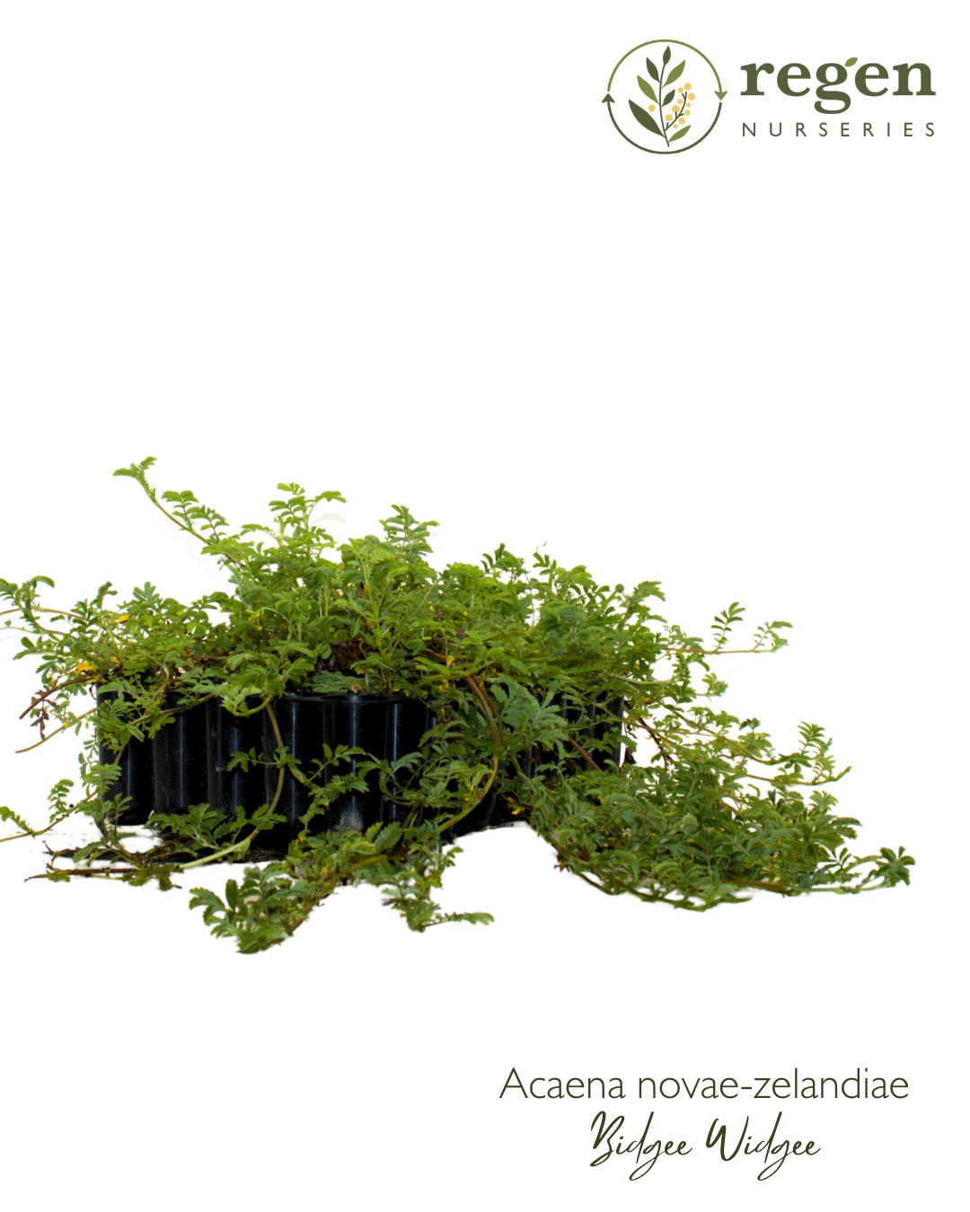 Acaena novae-zelandiae