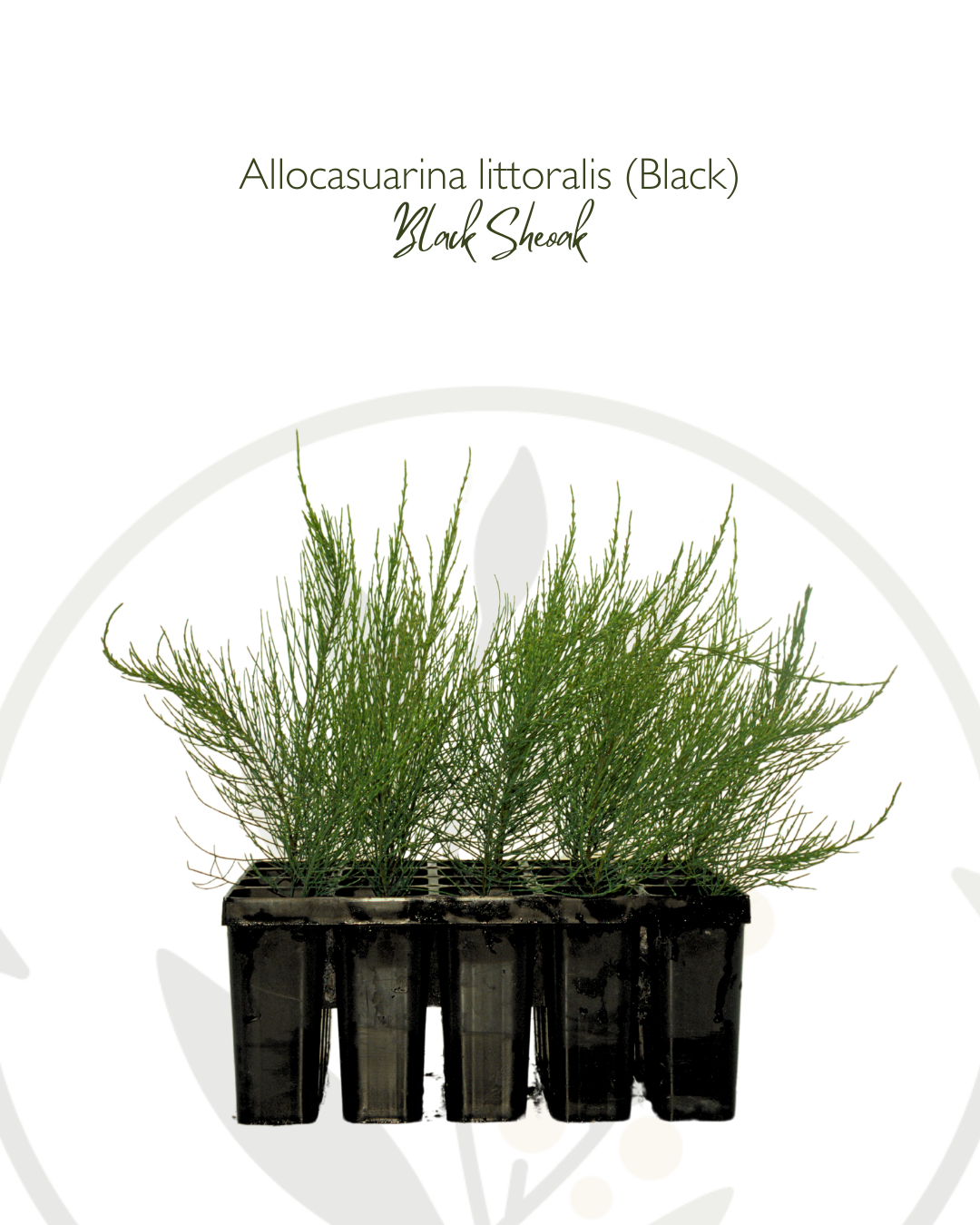 Allocasuarina littoralis