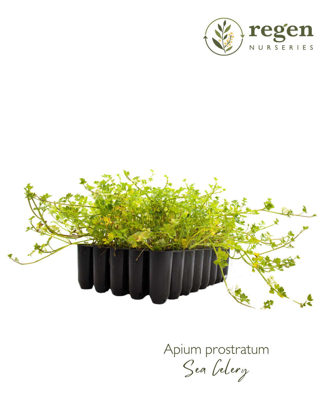 Apium prostratum