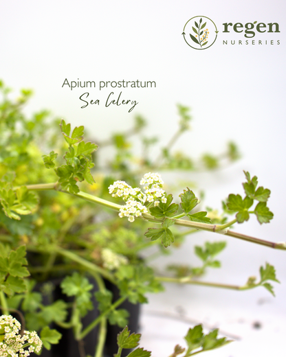 Apium prostratum