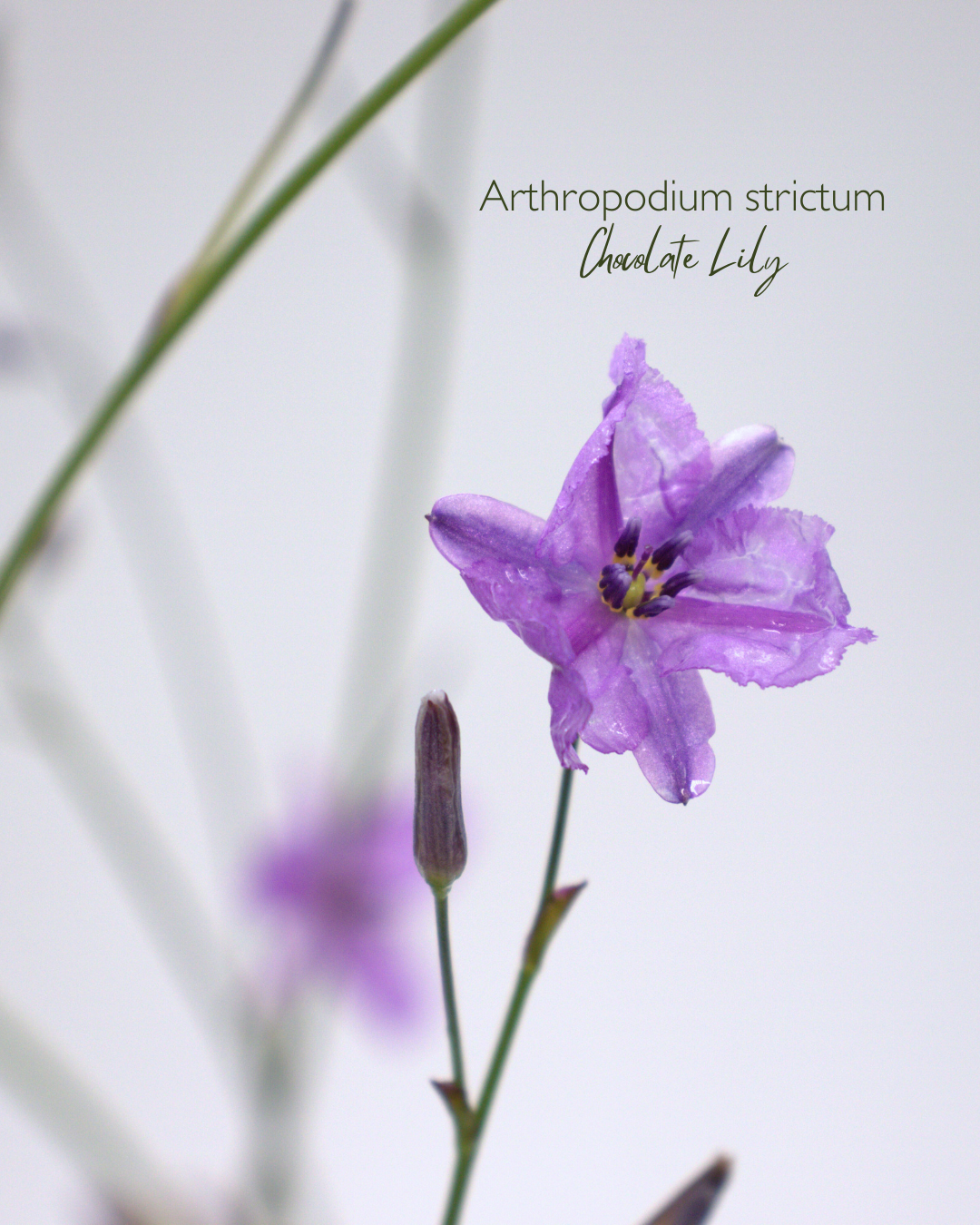 Arthropodium strictum