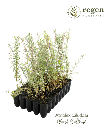 Atriplex paludosa