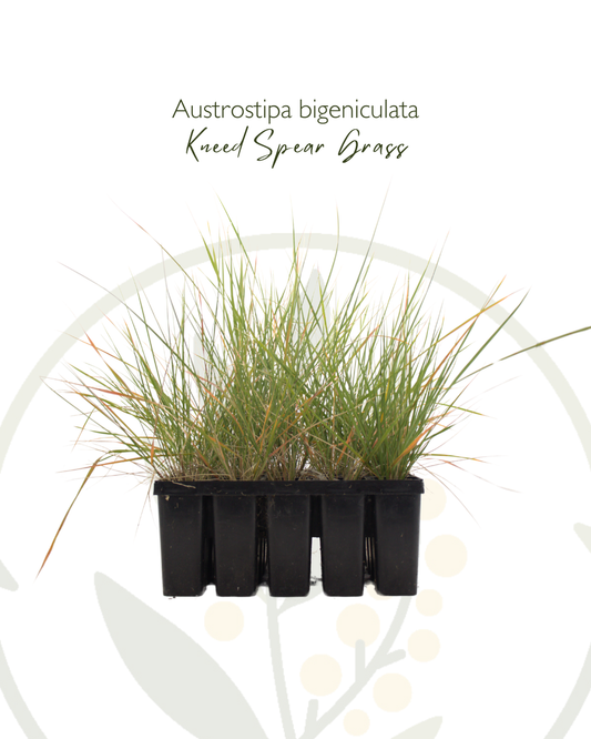 Austrostipa bigeniculata