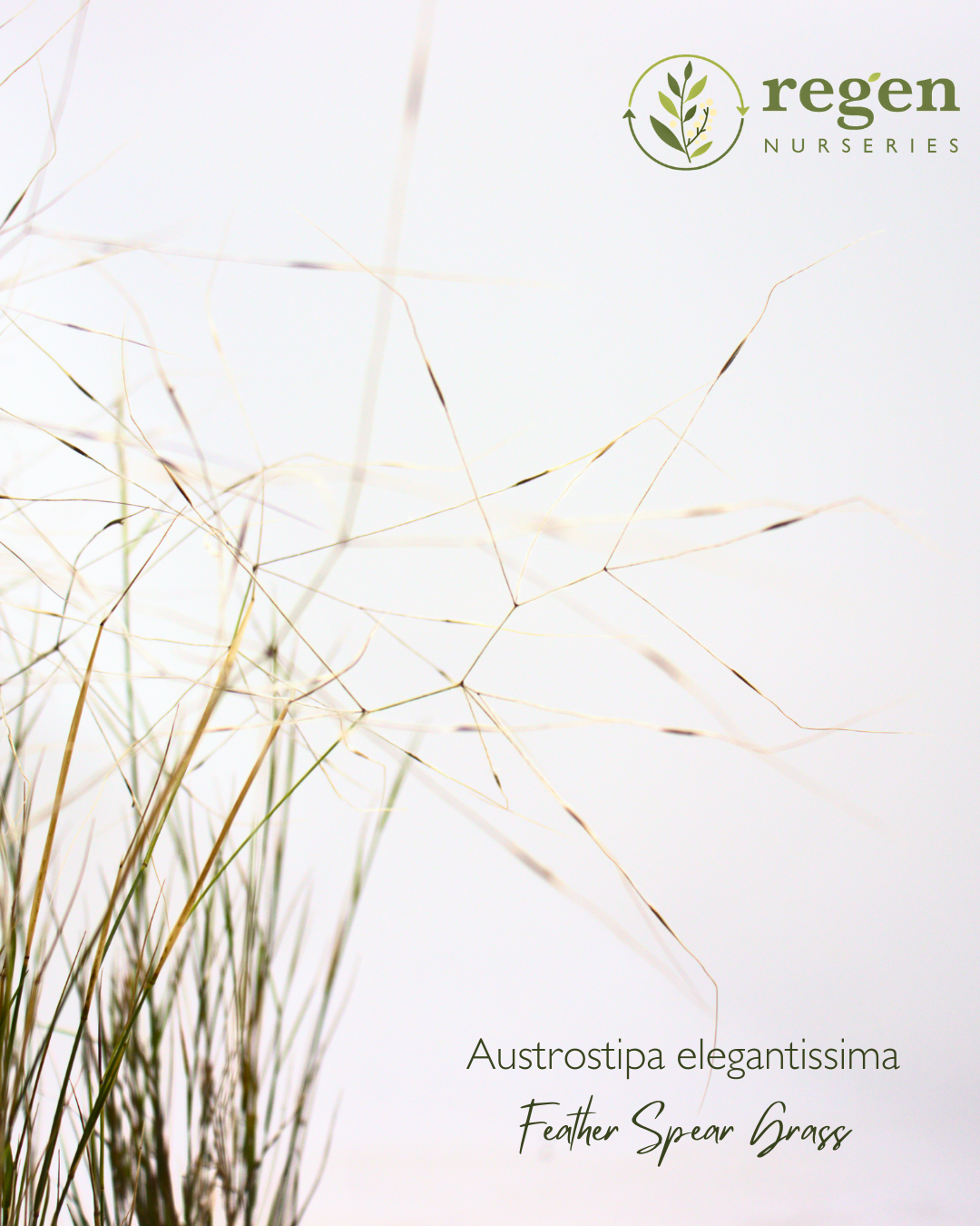 Austrostipa elegantissima