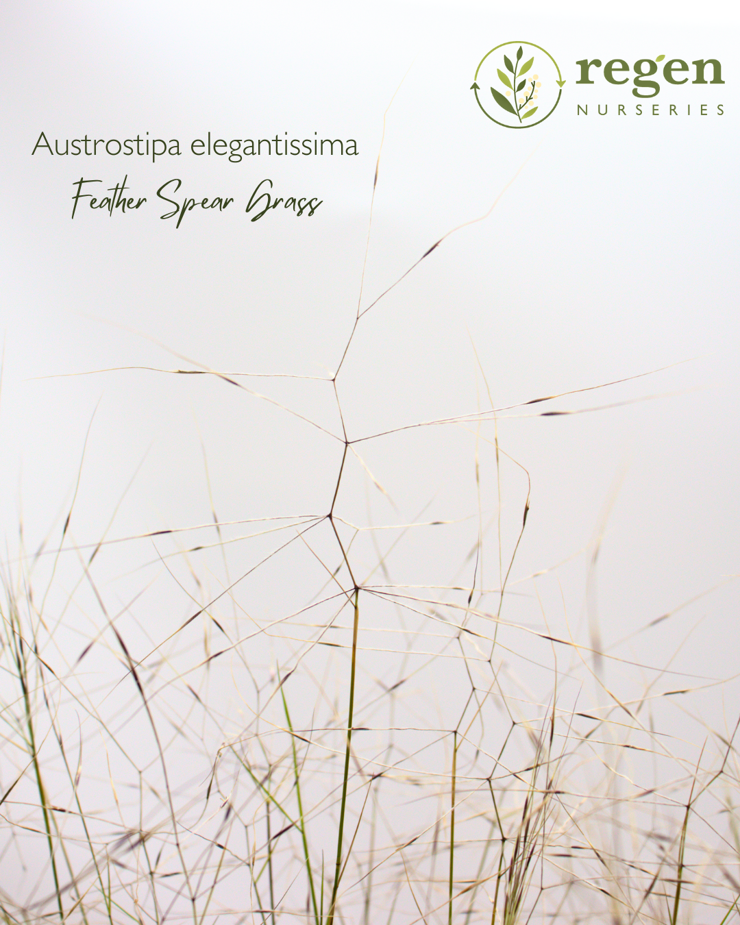 Austrostipa elegantissima