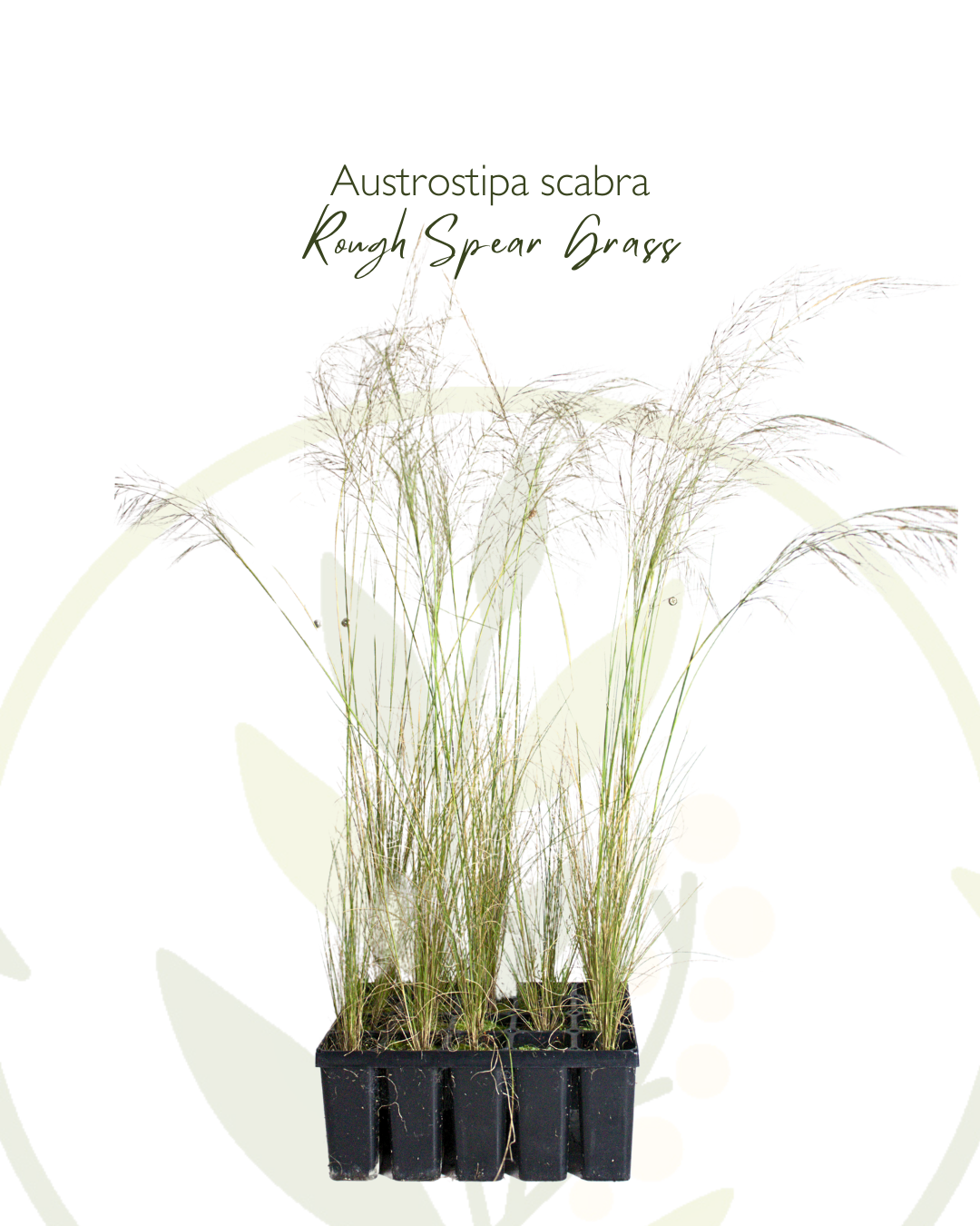 Austrostipa scabra