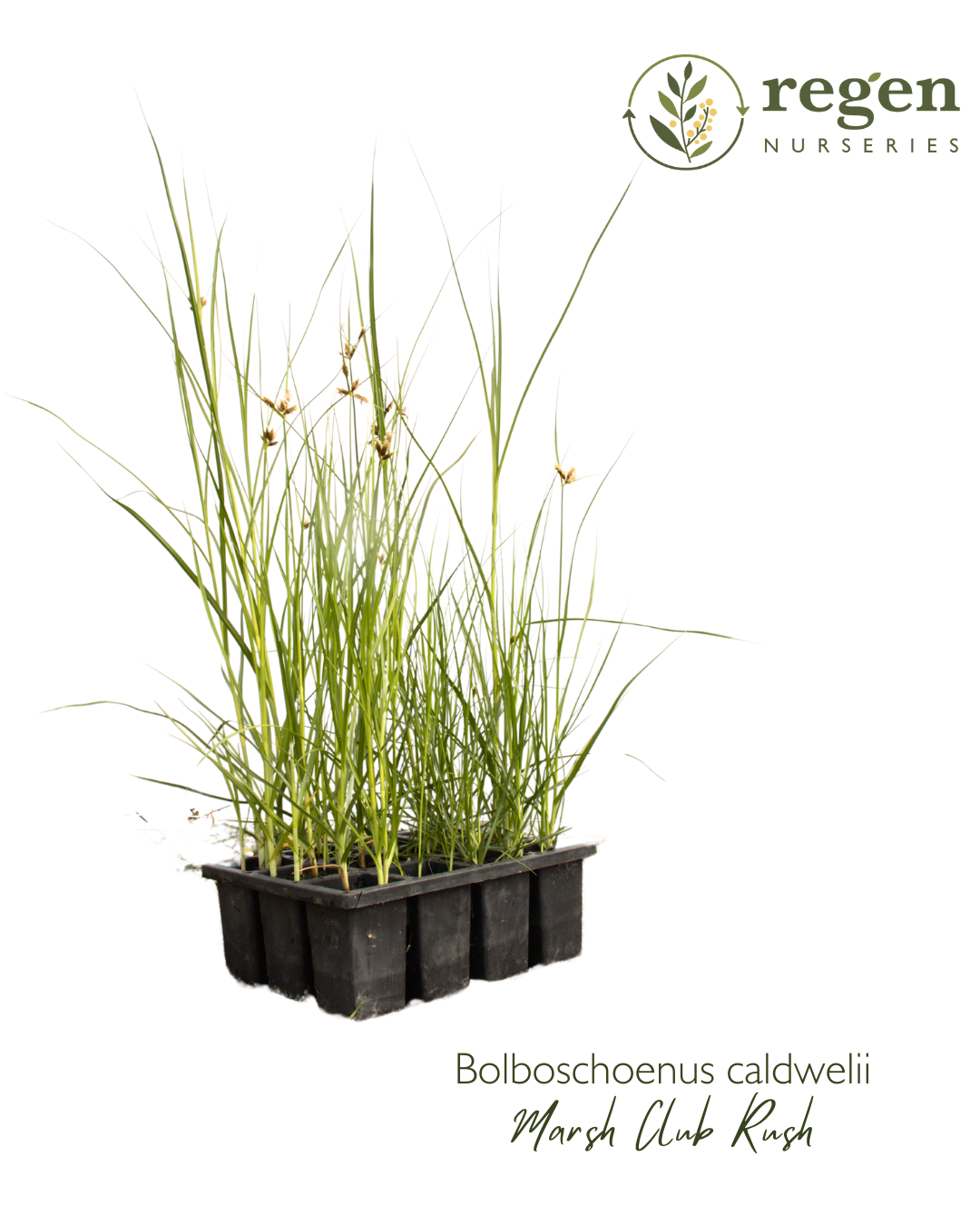 Bolboschoenus caldwellii