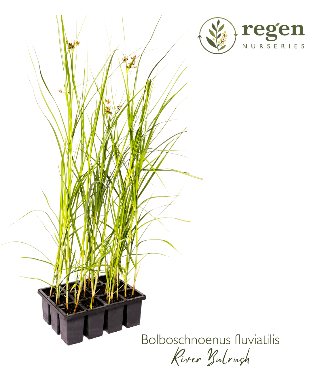 Bolboschoenus fluviatilis