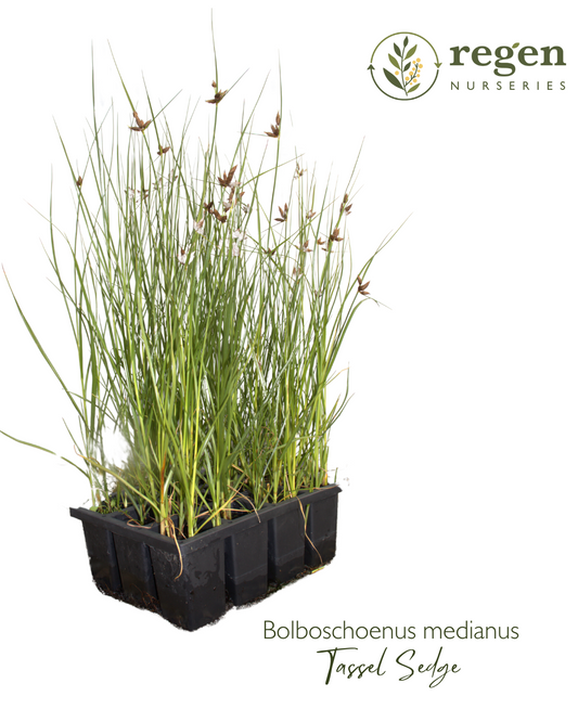 Bolboschoenus medianus