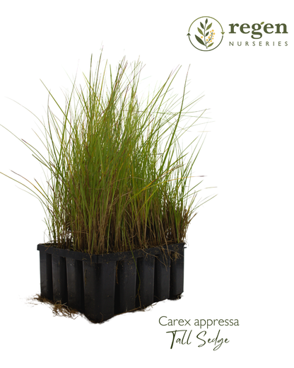 Carex appressa