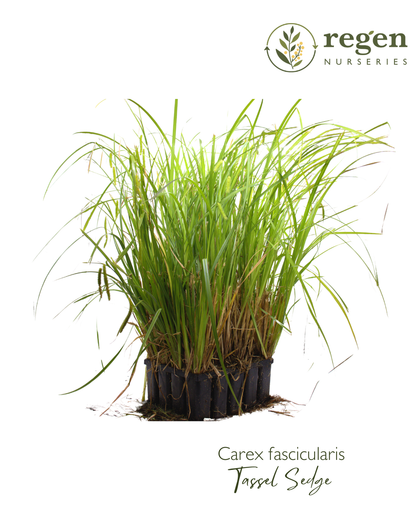 Carex fascicularis