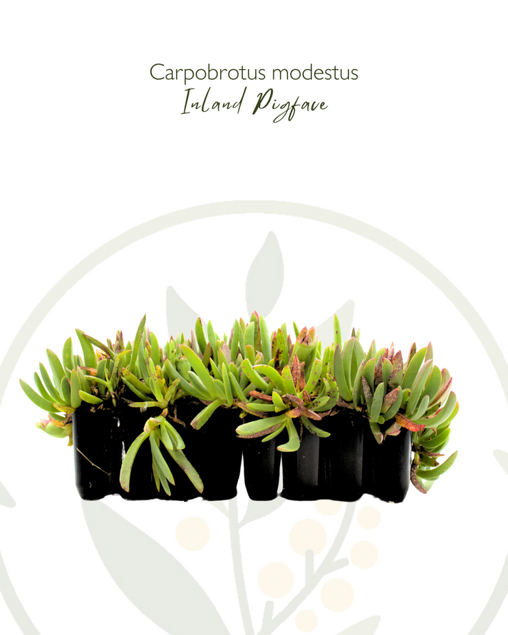 Buy Carpobrotus modestus (Inland Pigface) - Wholesale Online – Regen ...