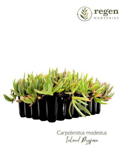 Carpobrotus modestus