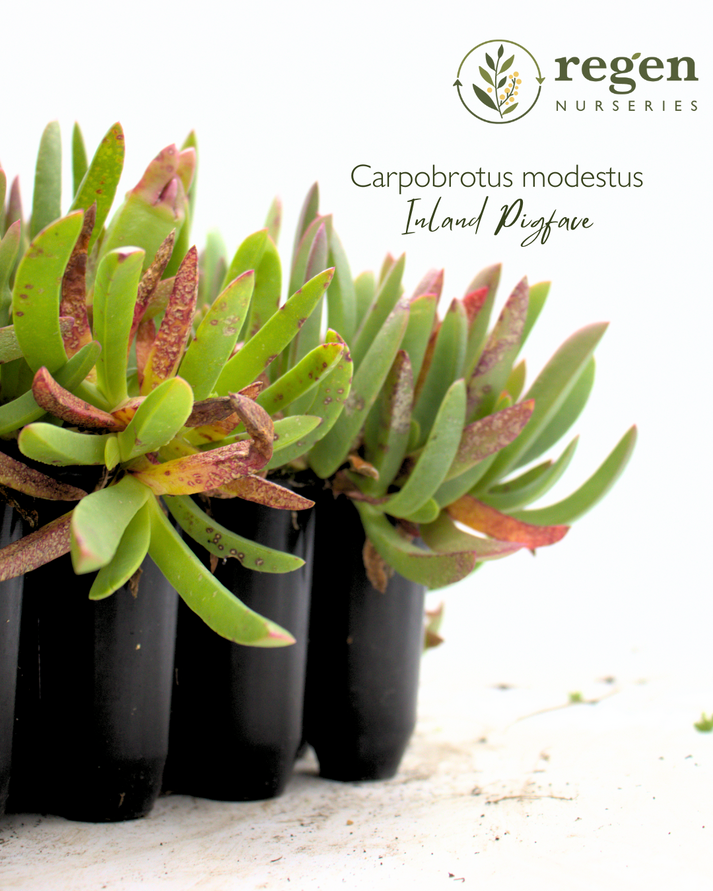 Buy Carpobrotus modestus (Inland Pigface) - Wholesale Online – Regen ...