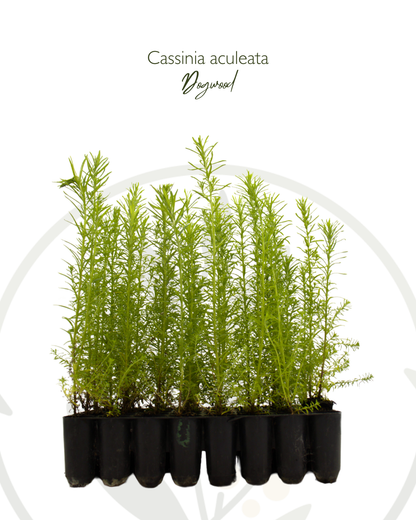 Cassinia aculeata