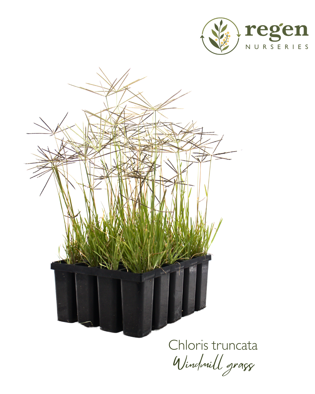 Buy Chloris truncata (Windmill Grass) Online – Regen Nurseries