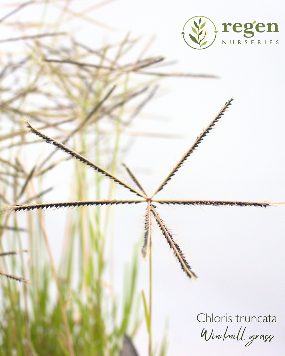 Buy Chloris truncata (Windmill Grass) Online – Regen Nurseries