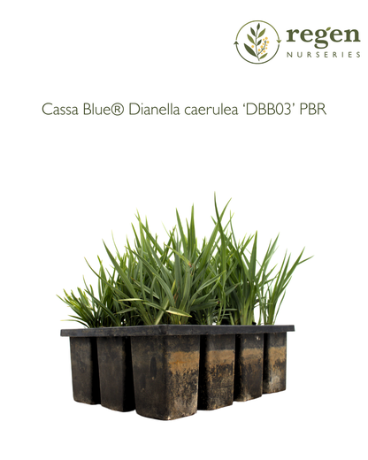 Dianella caerulea 'Cassa Blue'