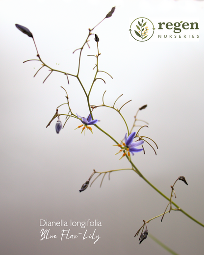 Dianella longifolia