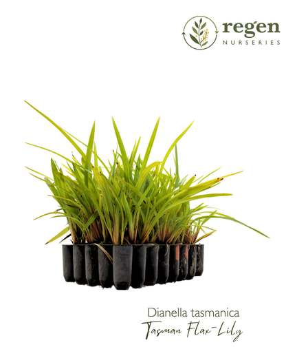 Dianella tasmanica