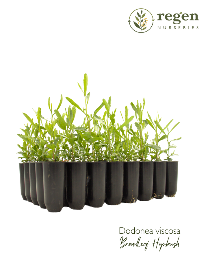 Buy Dodonaea viscosa (Sticky Hop Bush) Online – Regen Nurseries