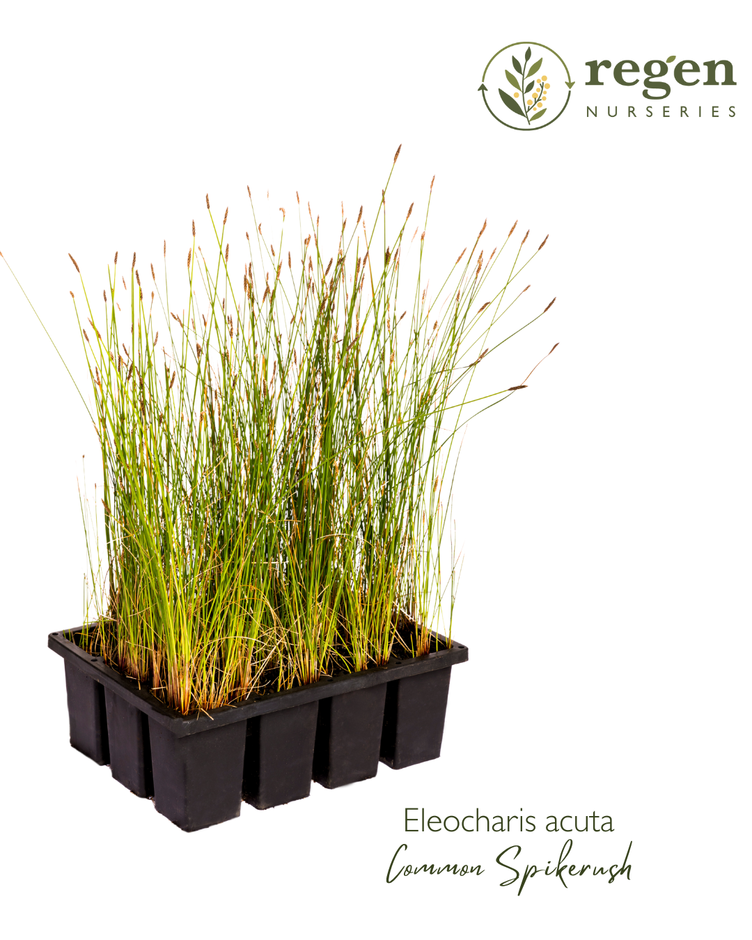 Eleocharis acuta