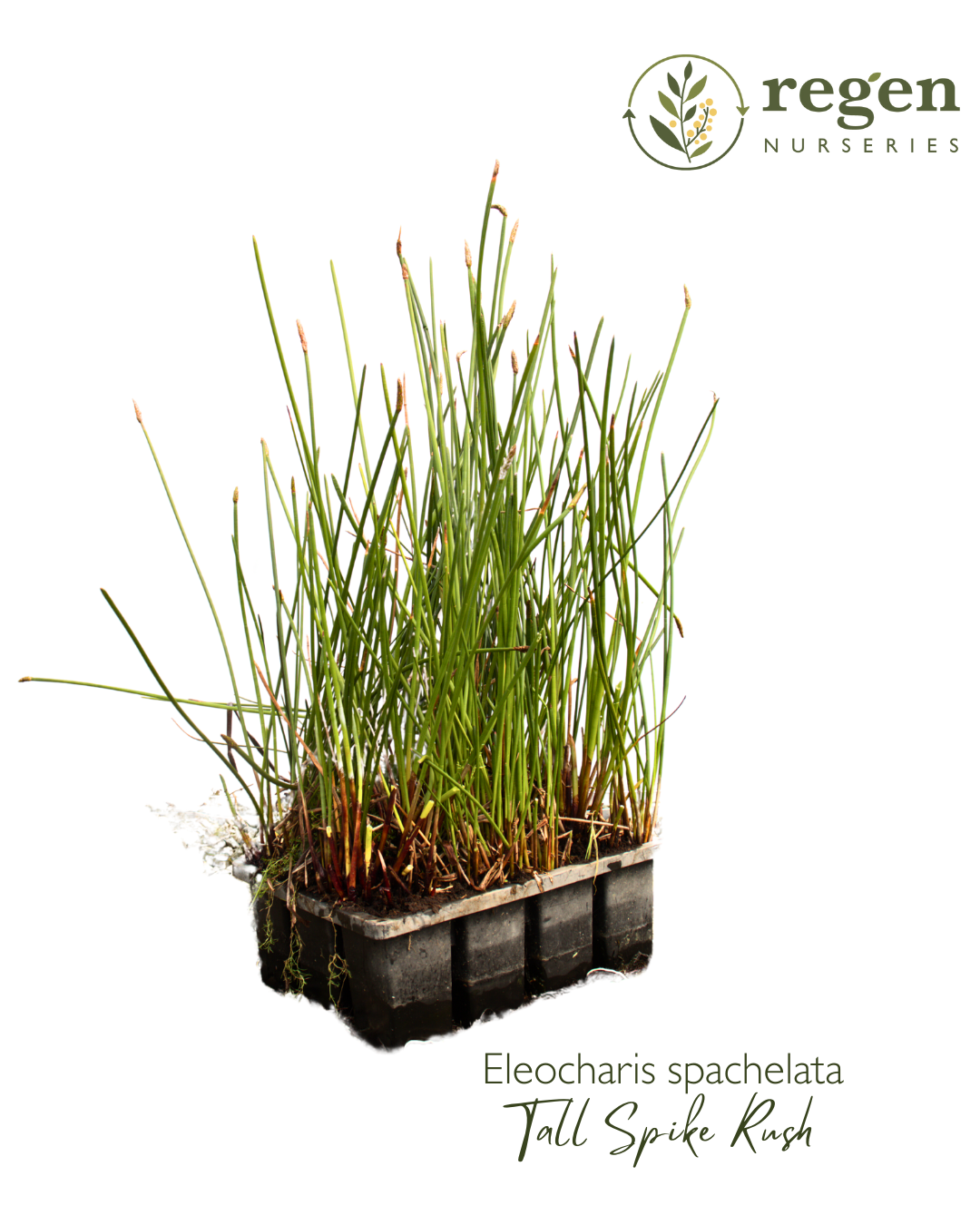 Eleocharis sphacelata