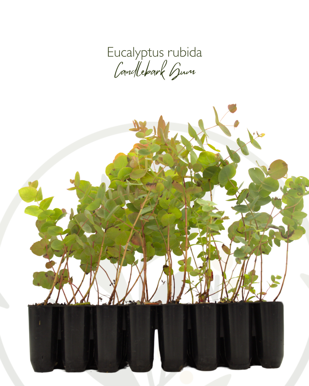 Rubida Buy Eucalyptus rubida (Candlebark) Wholesale Tubestock Online – Regen ...