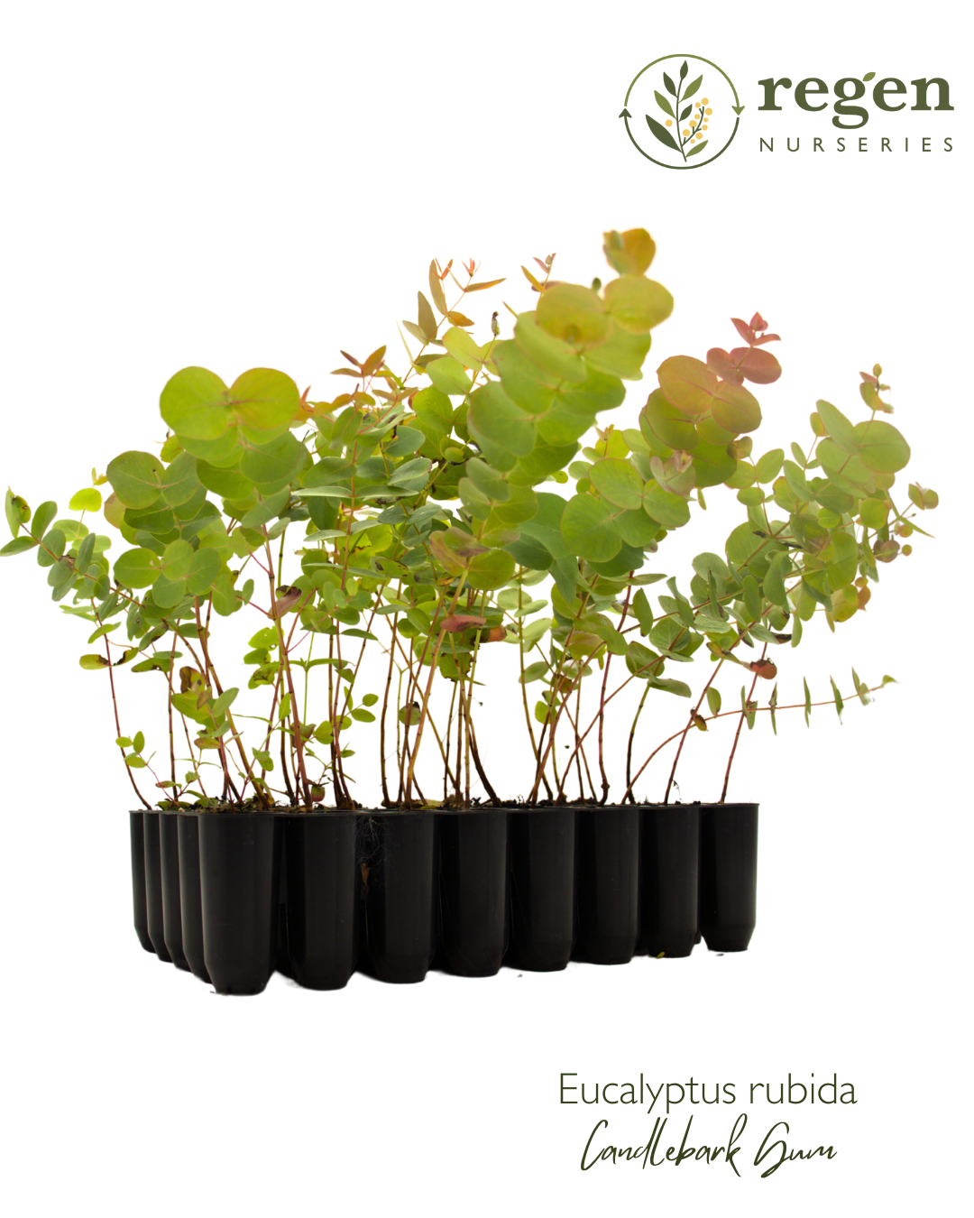 Buy Eucalyptus rubida (Candlebark) Wholesale Tubestock Online – Regen ...