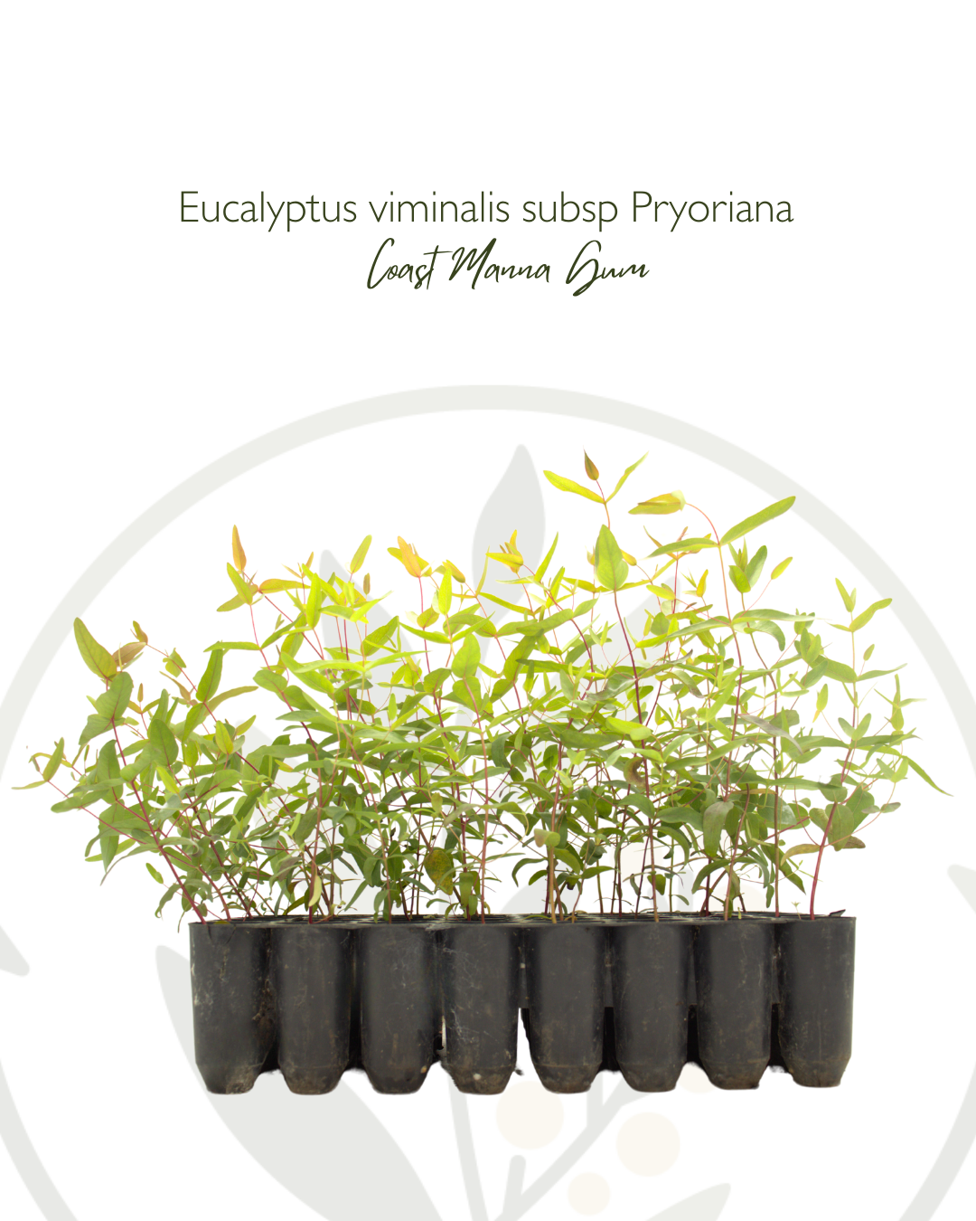 Eucalyptus viminalis