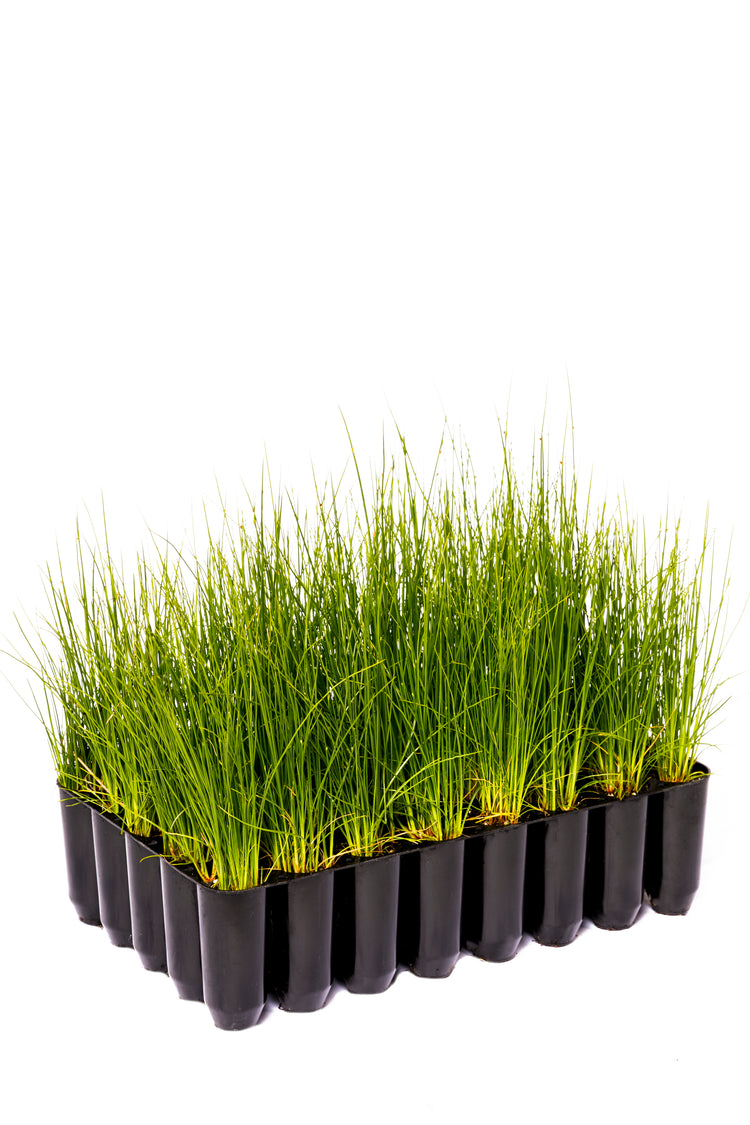 Regen Speed Trays – Regen Nurseries