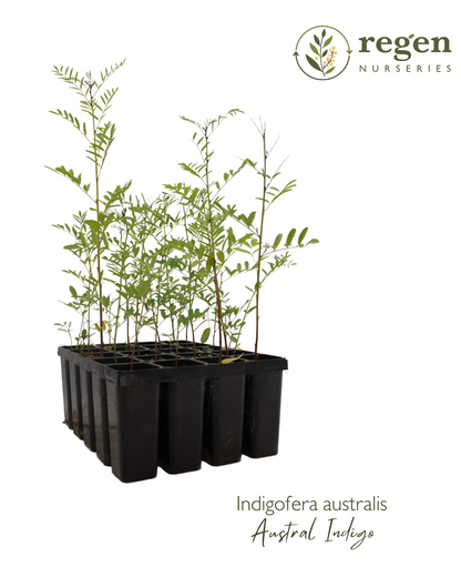 Indigofera australis