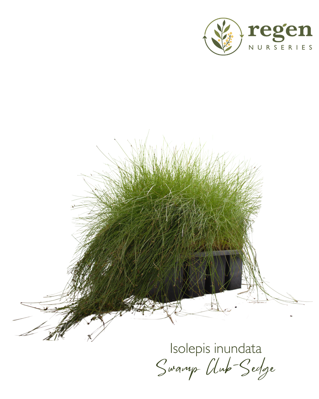 Isolepis inundata