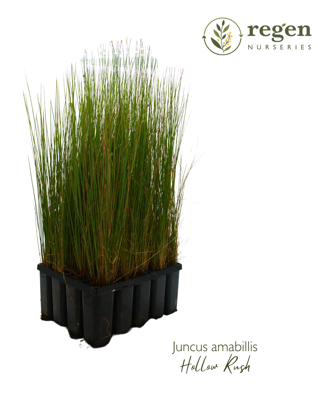 Juncus amabilis