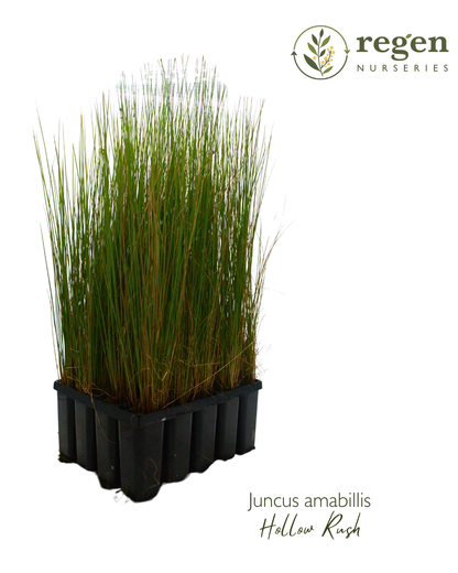 Juncus amabilis