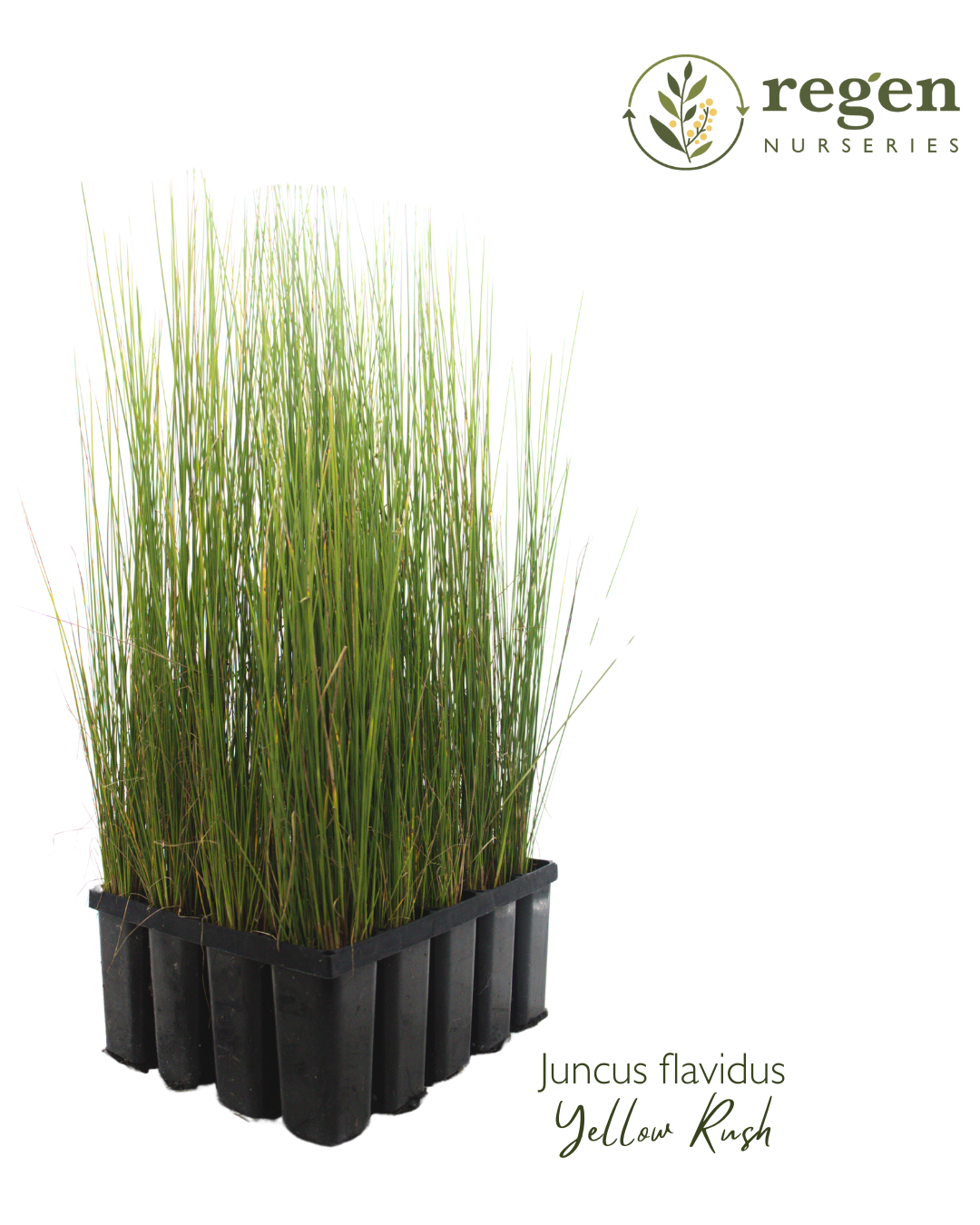 Juncus flavidus