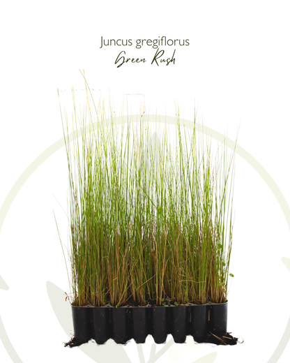 Juncus gregiflorus