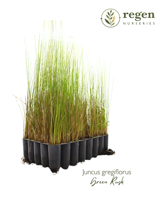 Juncus gregiflorus